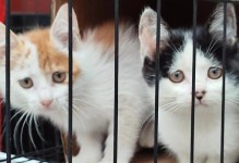 小猫为什么会洗脸？（揭秘小猫洗脸的原因和好处）
