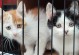 小猫为什么会洗脸？（揭秘小猫洗脸的原因和好处）