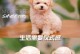 茶杯犬（探寻茶杯犬的可爱性格与特点）