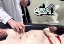 小狗怀孕的条件及注意事项（了解小狗怀孕的关键期、饮食及医疗护理的重要性）