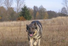 如何饲养狼青犬——培养忠诚、勇敢、聪明的伙伴（从基础到高级——掌握狼青犬饲养的要点）