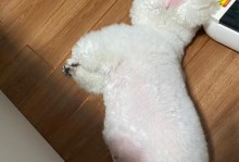 比熊犬肚子上带的原因以及如何处理（探究比熊犬肚子上的问题，有效预防和处理方法）
