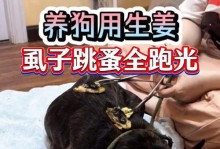 轻松摆脱狗狗身上的跳蚤（8个偏方让你的狗狗远离跳蚤烦恼）