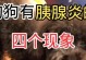 了解类犬胰腺炎（症状、诊断和治疗方法一览）