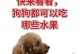 泰迪狗的饮食禁忌与注意事项（了解泰迪狗的饮食健康，宠物生活更美好）