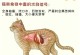 猫能吃的人的食物（探索猫咪可以安全享用的人类食物，保障其健康与幸福生活）