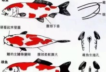 如何科学养殖丹顶锦鲤（以环境为先，健康为本）