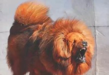 以什么狗恶2千完的探讨（揭秘一种充满魅力的文化现象）