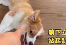 如何帮助柯基犬快速立耳？（从宠物护理到生活习惯，一切你需要知道的关于柯基犬的秘诀）