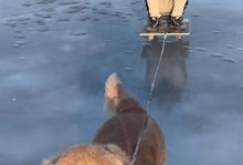 金毛犬出生后何时可以遛弯？（了解金毛犬出生后的适宜遛弯时间）