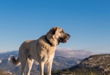 高加索犬的生活习性（了解这只宠物的日常行为与习惯）