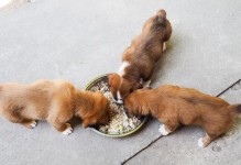 以狗喂什么最好？（为你的爱犬提供最健康的饮食）
