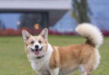 狗狗断尾用橡皮筋的安全性分析（探讨狗狗断尾中合适的橡皮筋选择和使用方法）