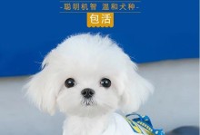 探寻茶杯犬玛尔济斯的特点与养护技巧（探寻茶杯犬玛尔济斯的特点与养护技巧）