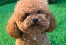 泰迪狗——可爱的小型犬种（探寻泰迪狗的魅力与特点）