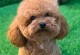 泰迪狗——可爱的小型犬种（探寻泰迪狗的魅力与特点）