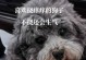 揭秘狗狗老抓痒肯脚的原因（探究狗狗瘙痒行为及其解决方法）