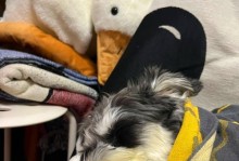 狗狗过敏（了解狗狗最常见的过敏源，保护它们的健康）