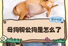 母狗多久不会管狗崽？（了解母狗对狗崽的照顾时间及特点）