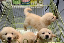 金毛犬的叫声与情境分析（了解金毛犬叫声的原因及应对策略）