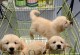 金毛犬的叫声与情境分析（了解金毛犬叫声的原因及应对策略）