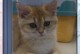 以捡猫回家的迷信（猫带来的好运和不详之兆）