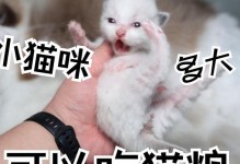 如何为刚出生的小猫提供适宜的食物？（小猫初生时应吃什么？）
