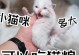 如何为刚出生的小猫提供适宜的食物？（小猫初生时应吃什么？）
