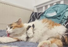 养猫的好处（拥有宠物猫的许多好处，你知道吗？）