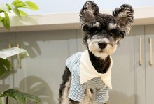 比熊犬穿衣服（以宠物为主，从人性化角度探讨比熊犬穿衣服是否合适）