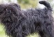 破除审美偏见，探索最丑犬品种的魅力（揭开最丑犬品种神秘面纱，你会被惊艳到的！）