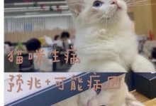 如何解决猫咪嘶哑声音问题？