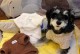 选择适合的小型犬狗作为宠物伴侣（考虑个性和生活方式的关键，养一只适合你的小型犬狗）
