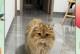 猫咪小便频率（探究猫咪小便频率低的原因和解决办法）