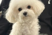 为什么狗狗会歪着脑袋？（揭秘狗狗歪脑袋的原因和行为背后的意义）