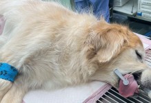 金毛屁股肿，引发注意！（母金毛犬的屁股肿胀问题及可能的原因和治疗方法）