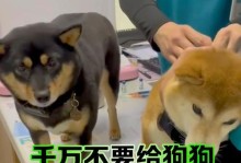 狗狗接种疫苗后免疫时间长短的关键因素（揭秘影响狗狗免疫时间的三大要素）
