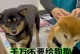 狗狗接种疫苗后免疫时间长短的关键因素（揭秘影响狗狗免疫时间的三大要素）
