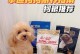饲养泰迪，别犯这6个误区！（踩雷了吗？避免犯错，让你的泰迪宠物更健康快乐！）