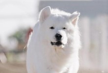 狗吃虾的好处——维持健康的营养均衡（狗吃虾的益处及注意事项）