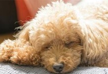 狗狗低血糖（了解狗狗低血糖的常见症状，保护它们的健康）