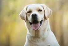 探寻人类最温顺的犬（揭秘最适合人类为伴的犬种及其特点）