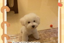 比熊犬的寿命有多长？（探索比熊犬的平均寿命及延长寿命的方法）