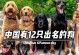 中国狗种（探索中国特有的狗种及其文化遗产）