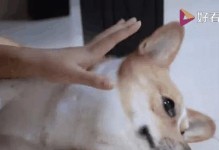猫和狗能共同享用的食物（探索猫狗共同适宜的饮食选择）