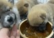 柴犬爆脸吃什么狗粮好？（为你的柴犬选择适合的狗粮，健康从饮食开始！）