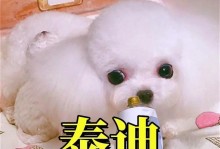 泰迪狗换毛期到底需要多久？（探秘泰迪狗换毛的周期和注意事项）