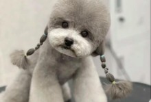 泰迪犬价格揭秘（泰迪犬价格的变数与市场需求）