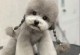 泰迪犬价格揭秘（泰迪犬价格的变数与市场需求）