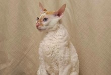 明星养猫的品种选择与特点（明星宠爱的猫咪伴侣及其魅力）